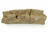 Hadrosaur (Edmontosaurus) Rib Section - Wyoming #378379-1